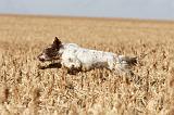 SETTER ANGLAIS 102